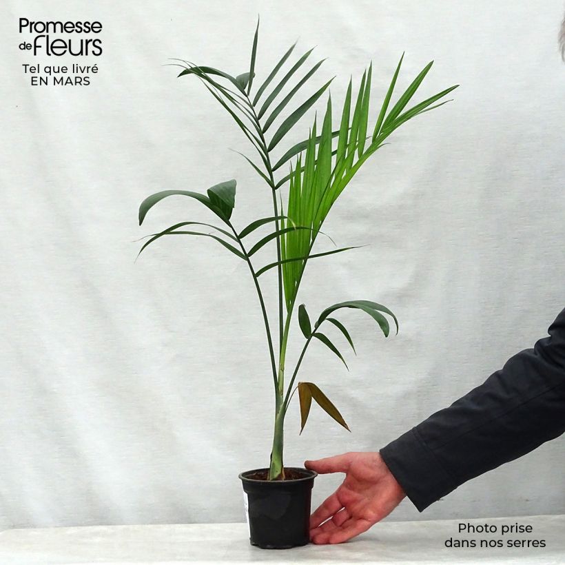 Esimerkki keväällä toimitetusta Gaussia maya Pot de 12 cm / 13 cm-taimesta