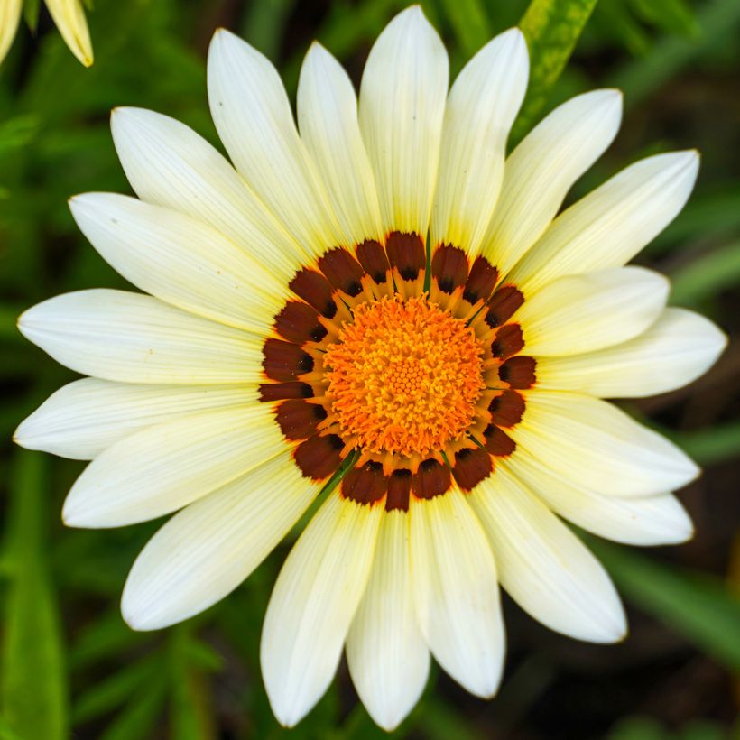 Timanttikukka New Day White (Kukinta)