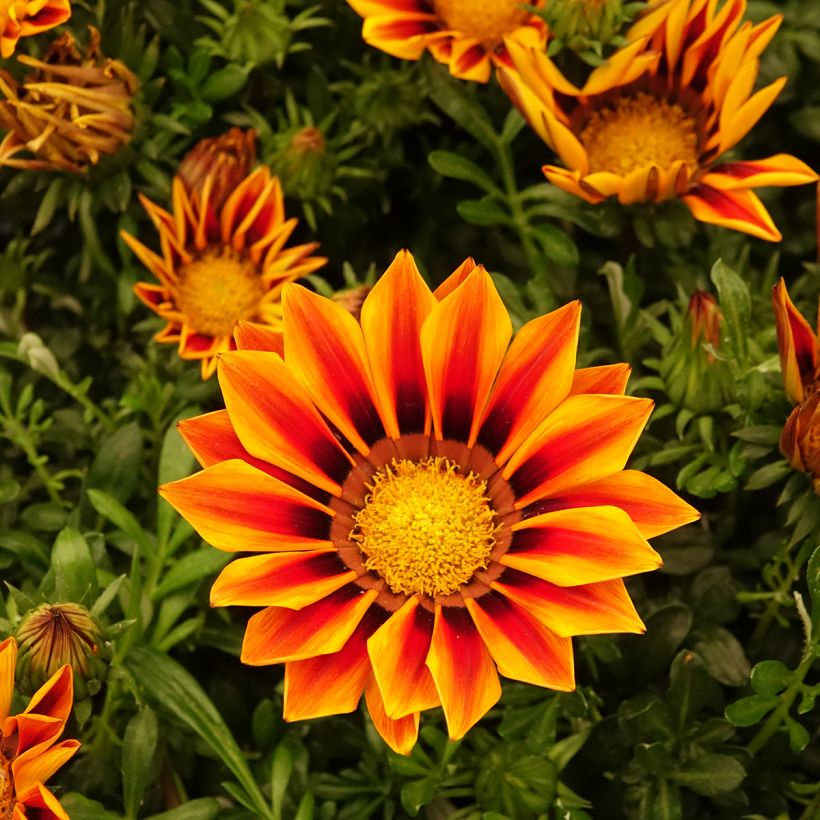 Timanttikukka Zany Orange Flame (siemenet) (Kukinta)