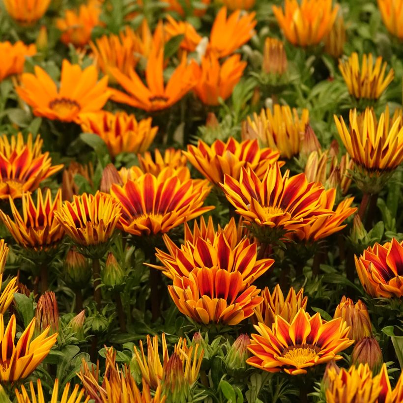 Timanttikukka Zany Orange Flame (siemenet) (Kasvutapa)