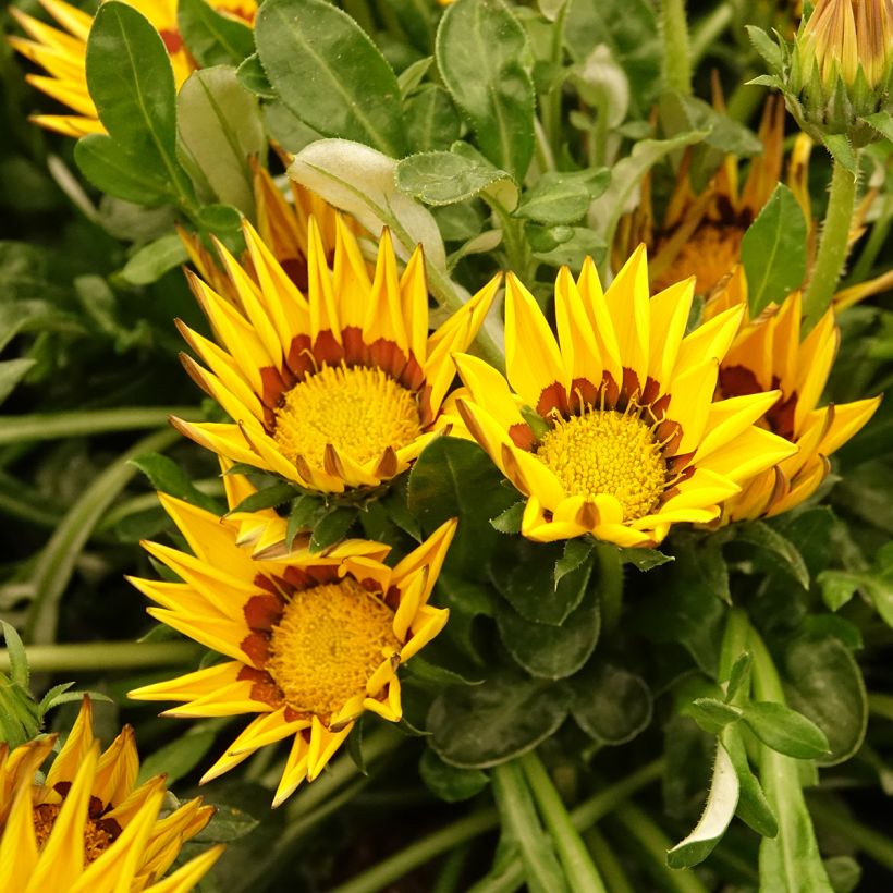 Timanttikukka Zany Yellow (siemenet) (Kukinta)