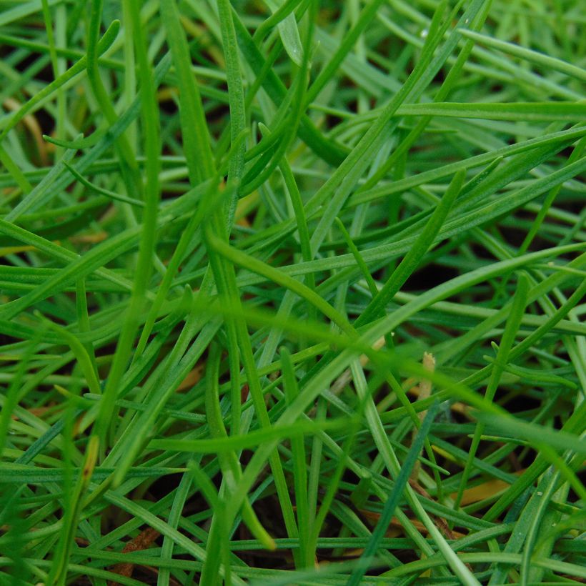 Rusolaukkaneilikka splendens (Lehvistö)