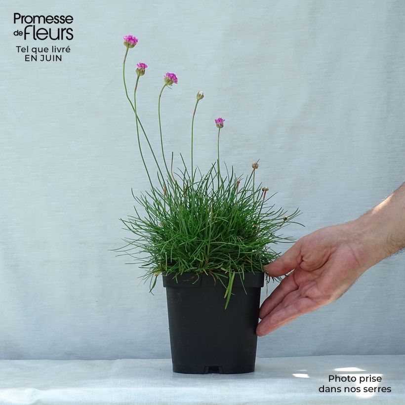 Esimerkki kesällä toimitetusta Rusolaukkaneilikka splendens Pot de 2L/3L-taimesta