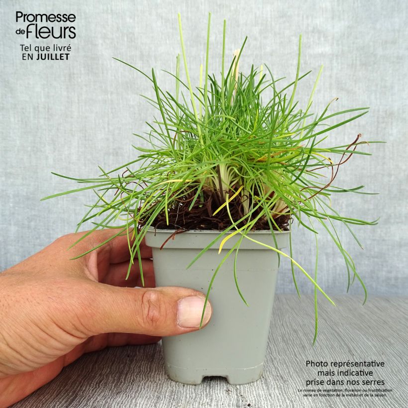 Esimerkki kesällä toimitetusta Rusolaukkaneilikka splendens Godet de 8/9 cm-taimesta