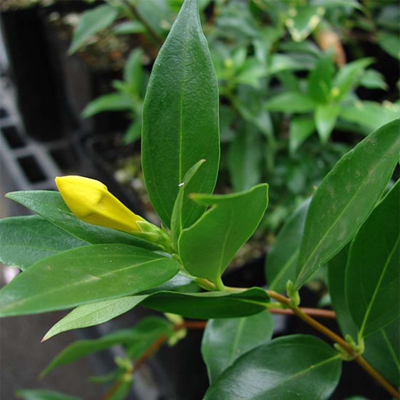 Rohtojasminio - Gelsemium sempervirens (Lehvistö)