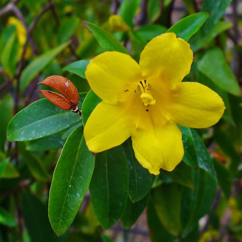 Rohtojasminio - Gelsemium sempervirens (Kukinta)