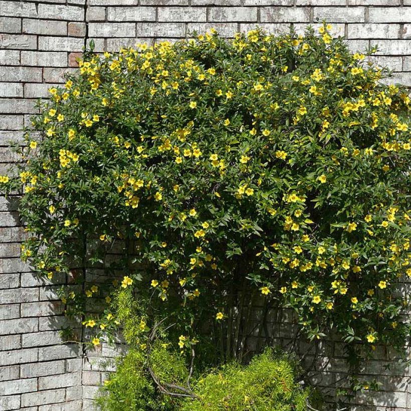 Rohtojasminio - Gelsemium sempervirens (Kasvutapa)