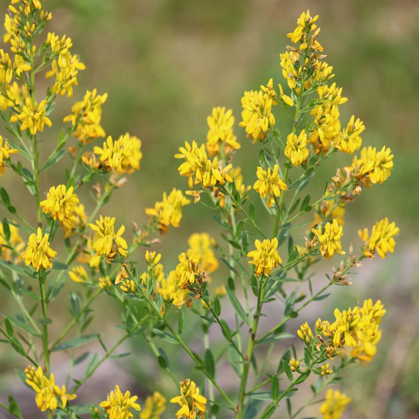 Pensasväriherne - Genista tinctoria (Kukinta)