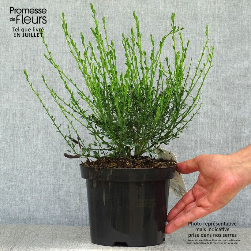 Esimerkki kesällä toimitetusta Jänönvihma Palette Pot de 2L/3L-taimesta