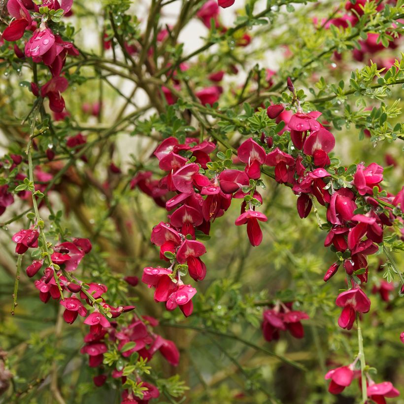 Jänönvihma Ruby (Kukinta)