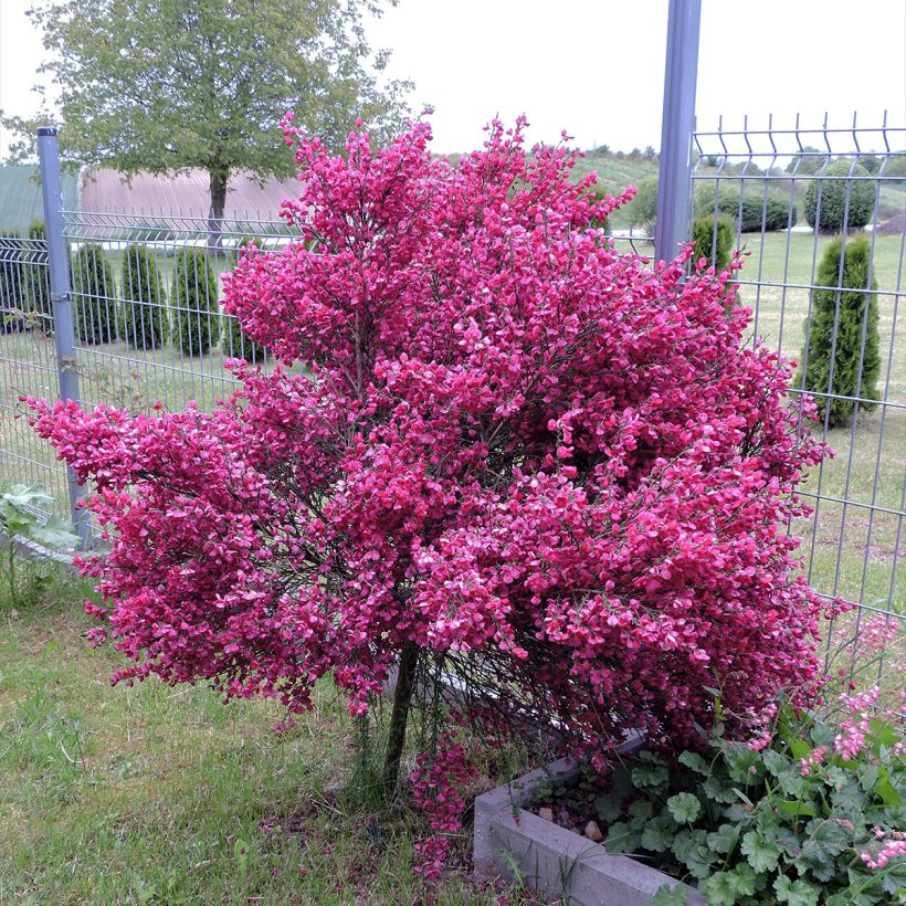 Jänönvihma Ruby (Kasvutapa)