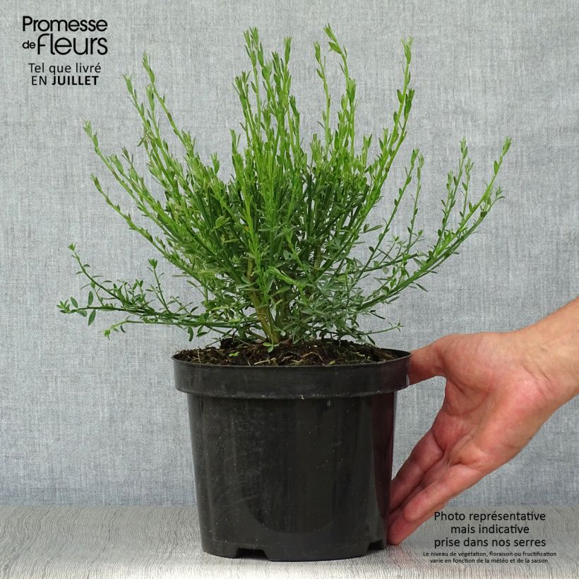 Esimerkki kesällä toimitetusta Jänönvihma Burkwoodii Pot de 2L/3L-taimesta