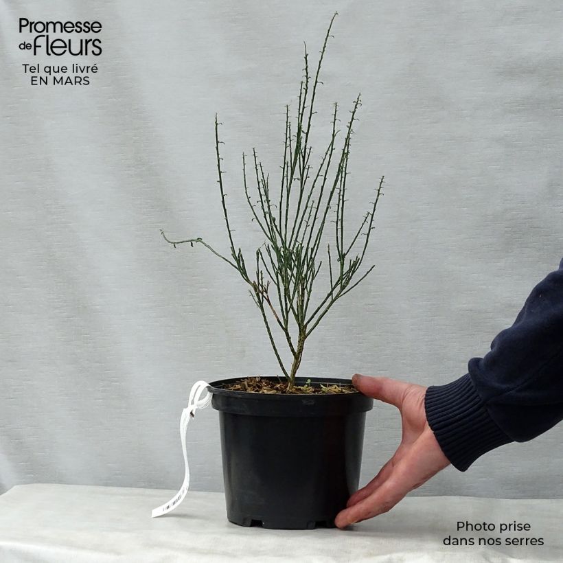 Esimerkki keväällä toimitetusta Jänönvihma La Coquette Pot de 2L/3L-taimesta