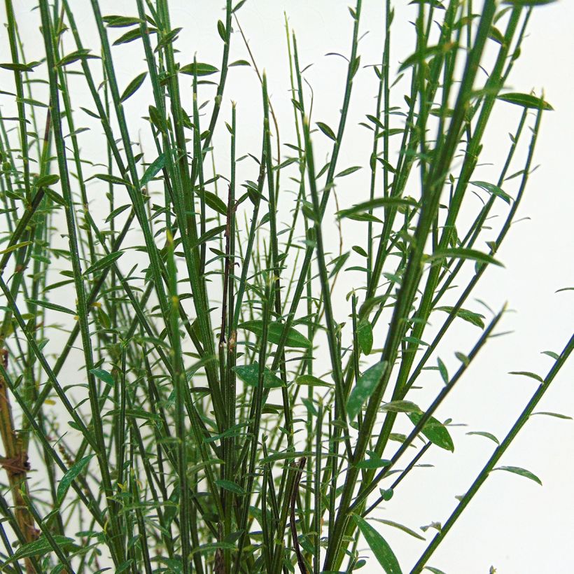 Jänönvihma Cytisus Lena (Lehvistö)
