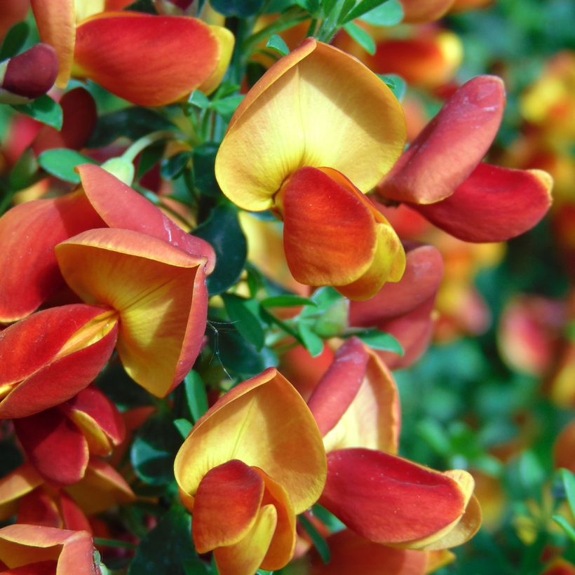 Jänönvihma Cytisus Lena (Kukinta)