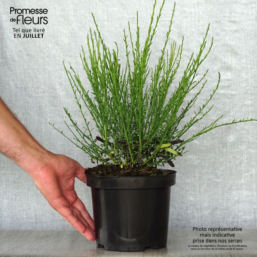 Esimerkki kesällä toimitetusta Jänönvihma Cytisus Lena Ruukku 2L / 3L-taimesta