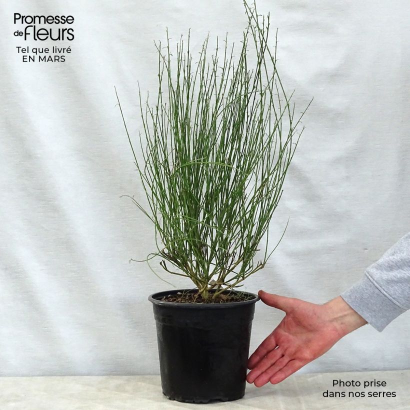 Esimerkki keväällä toimitetusta Jänönvihma Moyclare Pink Pot de 4L/5L-taimesta