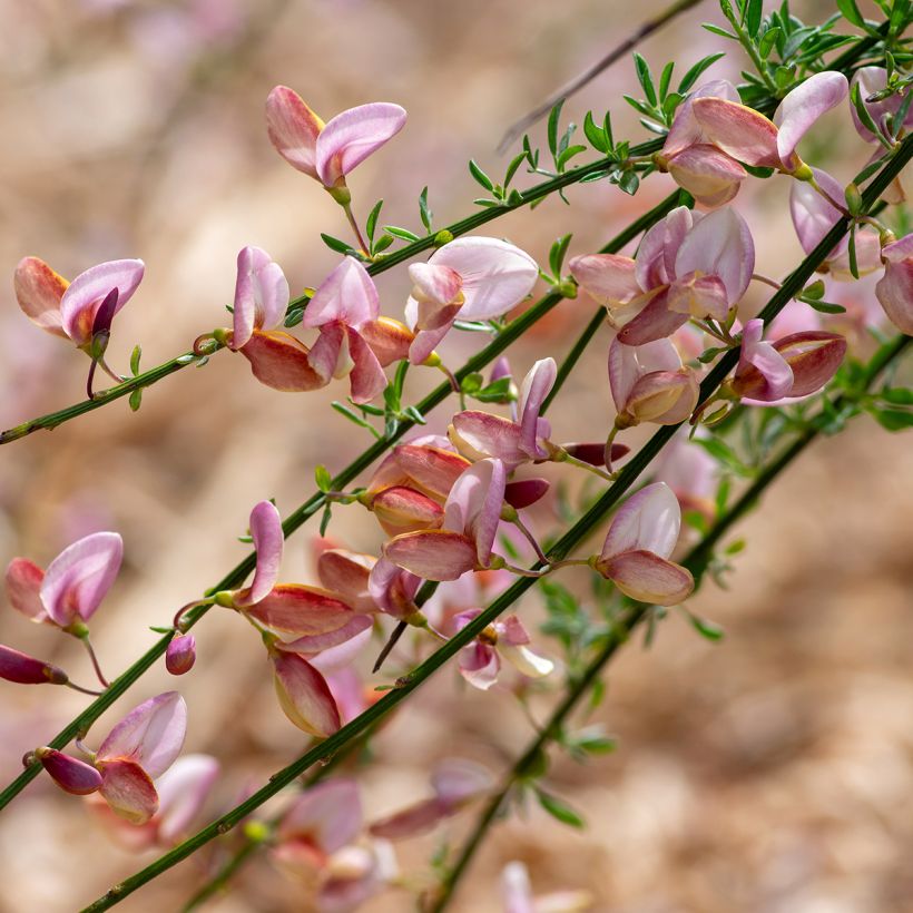 Jänönvihma Moyclare Pink (Kukinta)
