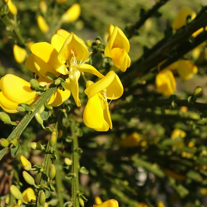 Jänönvihma Golden Tears (Kukinta)