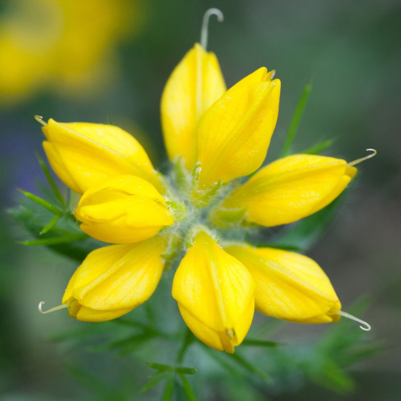 Värihernee - Genista hispanica (Kukinta)