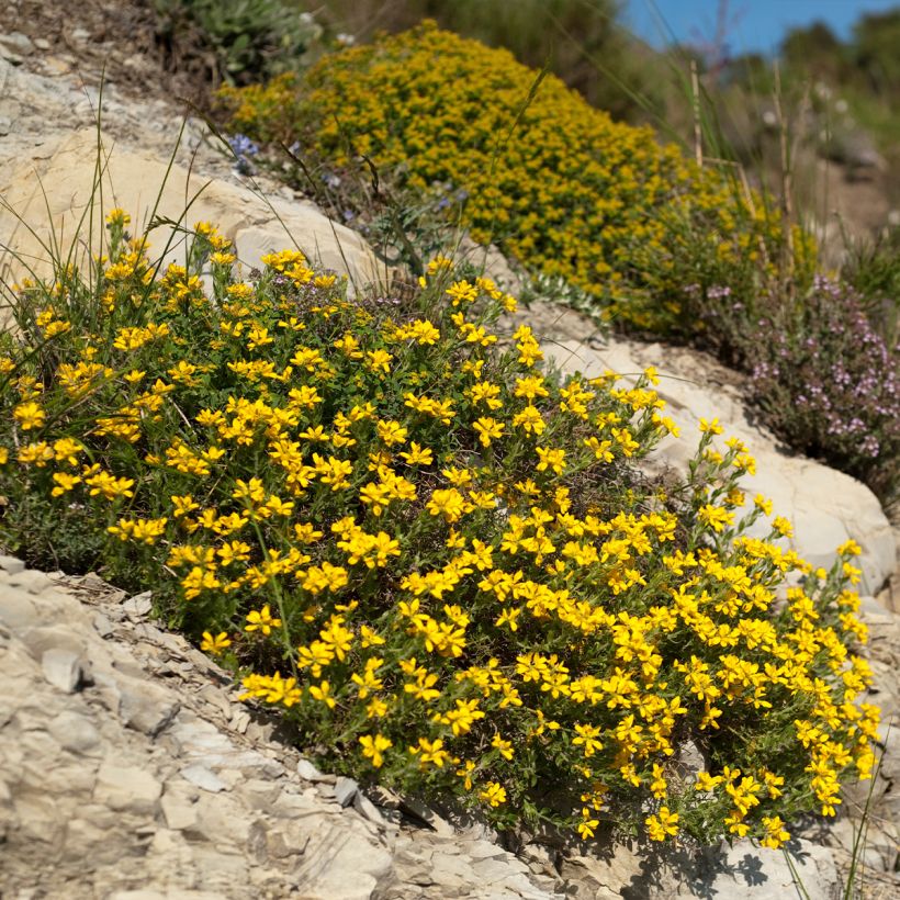 Värihernee - Genista hispanica (Kasvutapa)
