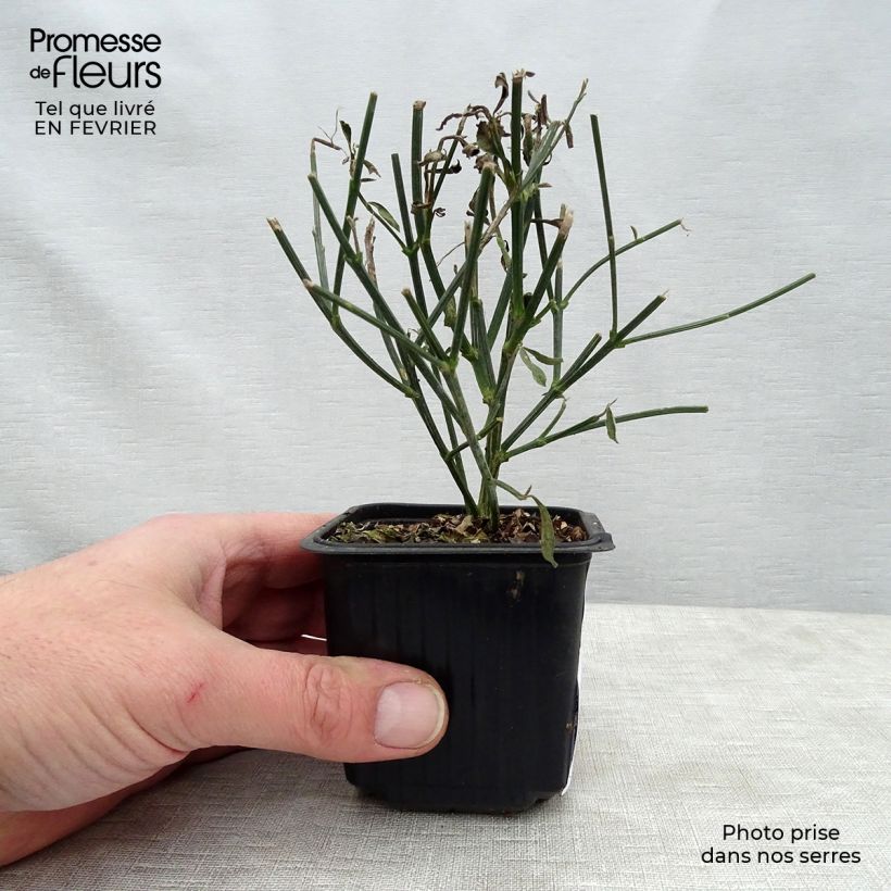 Esimerkki talvella toimitetusta Piiskaherne - Spartium junceum Godet de 8/9 cm-taimesta