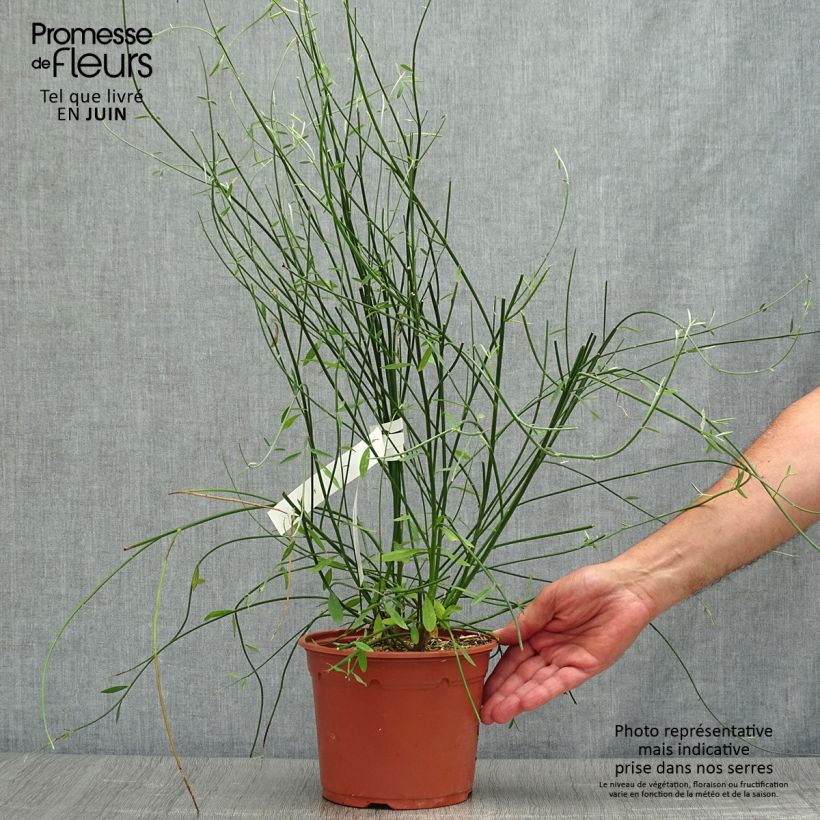 Esimerkki kesällä toimitetusta Piiskaherne - Spartium junceum Pot de 2L/3L-taimesta