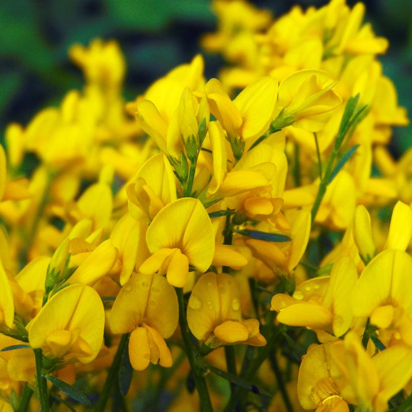 Lyydianväriherne - Genista lydia (Kukinta)