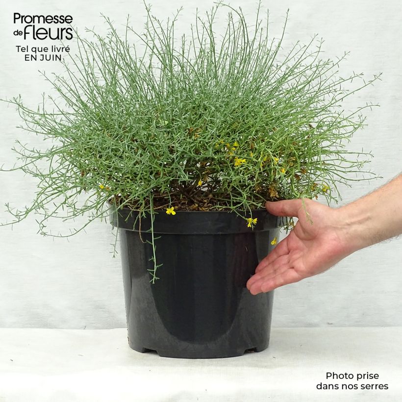 Esimerkki kesällä toimitetusta Lyydianväriherne - Genista lydia Ruukku 7,5L / 10L-taimesta