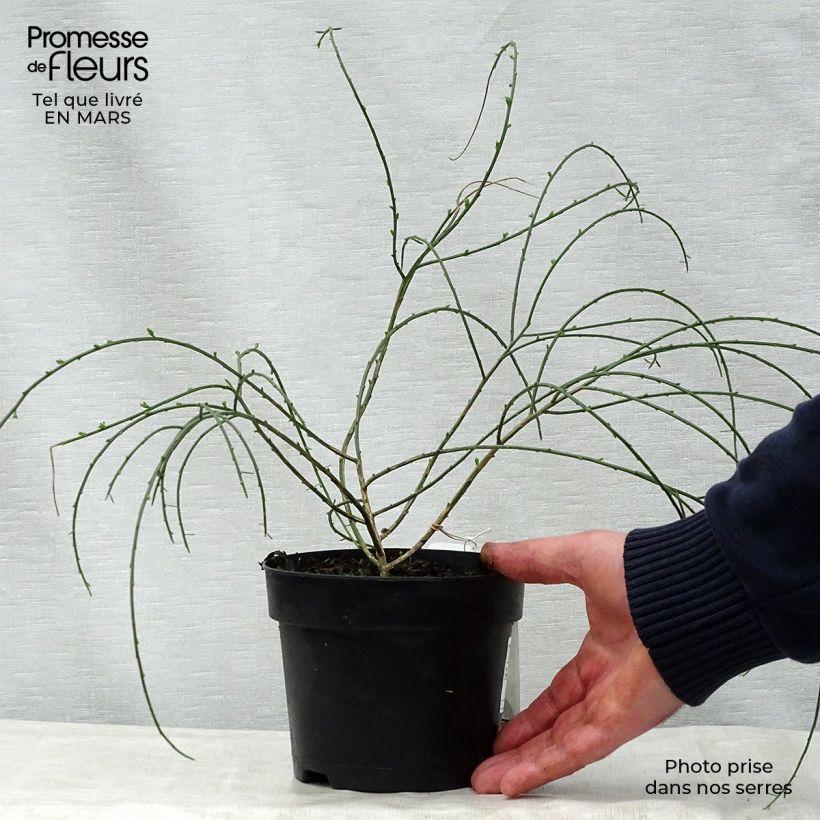 Esimerkki keväällä toimitetusta Lyydianväriherne - Genista lydia Ruukku 1L / 1,5L-taimesta