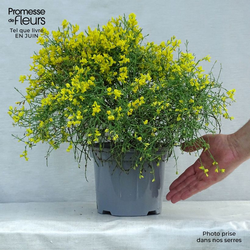 Esimerkki kesällä toimitetusta Lyydianväriherne - Genista lydia Ruukku 3L / 4L-taimesta