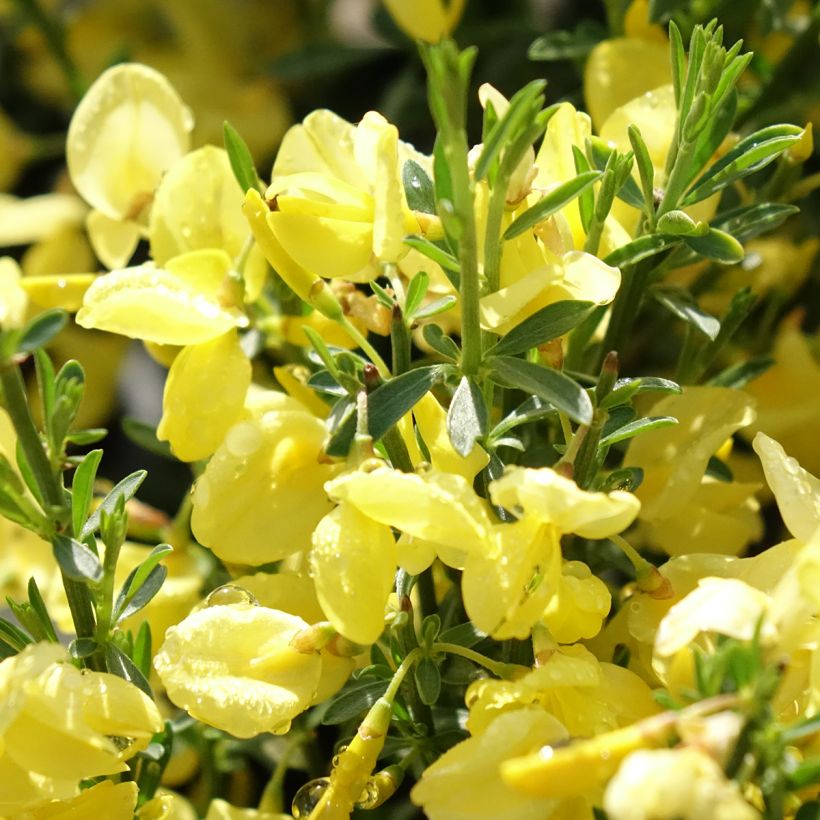 Kevätvihma Allgold (Kukinta)
