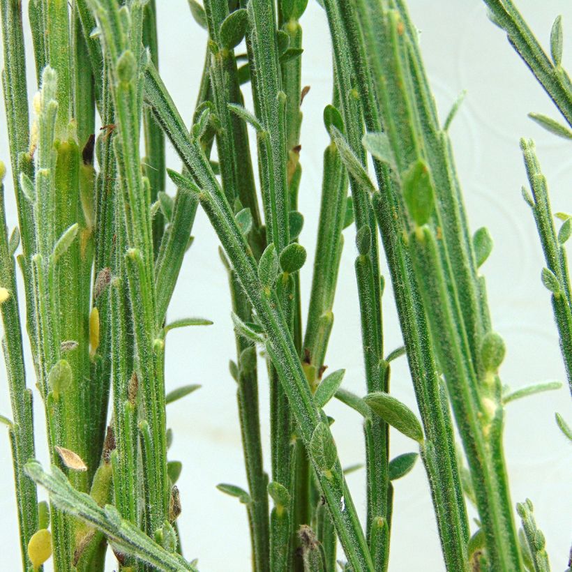 Loistovihma - Cytisus kewensis (Lehvistö)