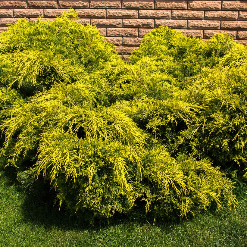Tarhakataja King of Spring (Kasvutapa)