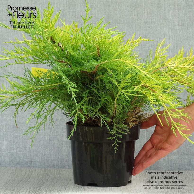 Esimerkki kesällä toimitetusta Kiinankataja Old Gold Pot de 2L/3L-taimesta