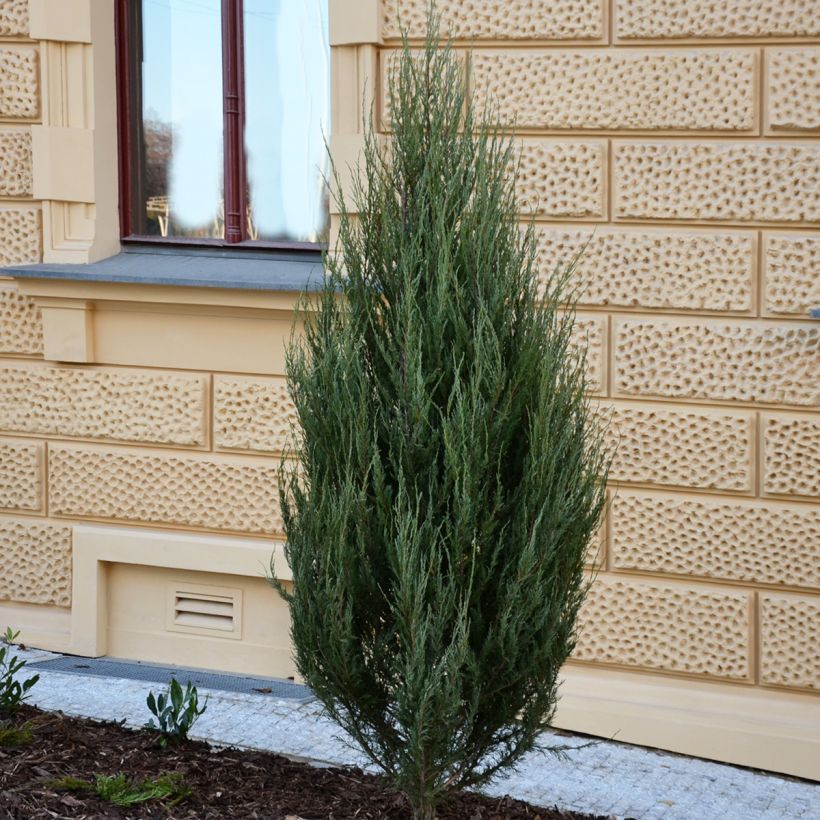 Kalliokataja Wichita Blue (Kasvutapa)