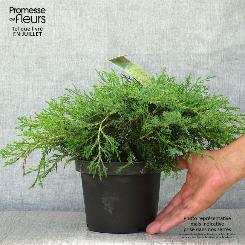Esimerkki kesällä toimitetusta Tarhakataja Pfitzeriana Aurea Ruukku 2L / 3L-taimesta