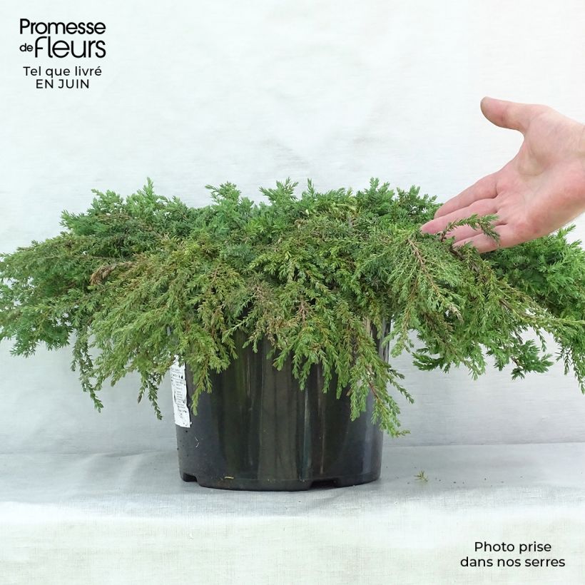 Esimerkki kesällä toimitetusta Kataja Green Carpet Ruukku 7,5L / 10L-taimesta