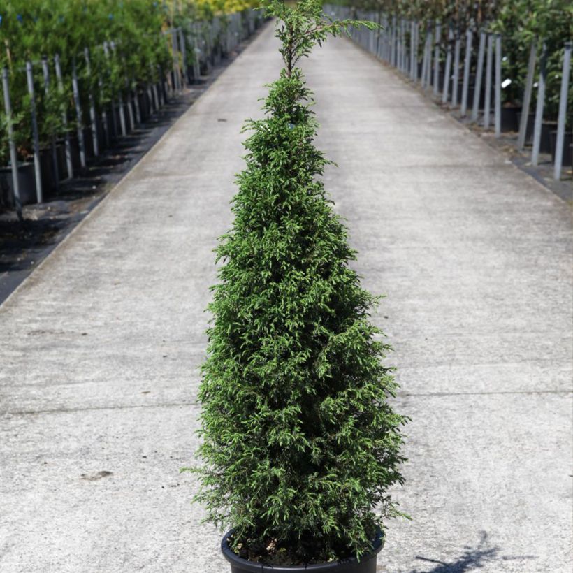 Kataja Pyramidalis (Kasvutapa)