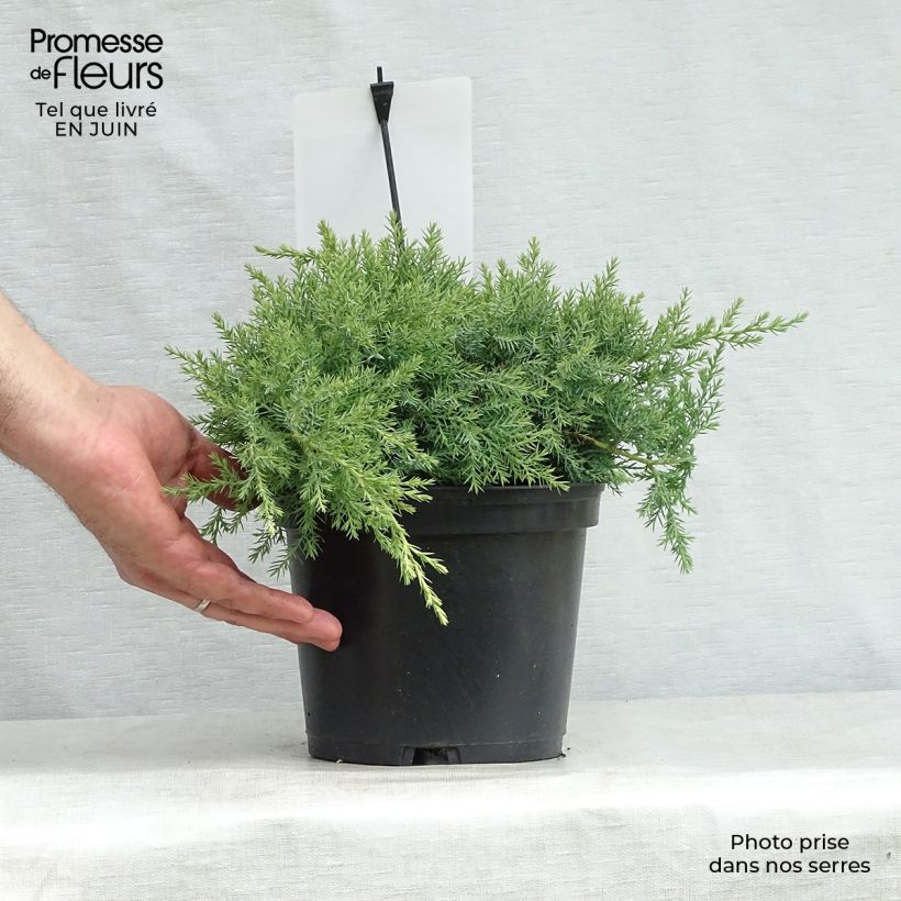 Esimerkki kesällä toimitetusta Tarhakataja Glauca Pot de 2L/3L-taimesta