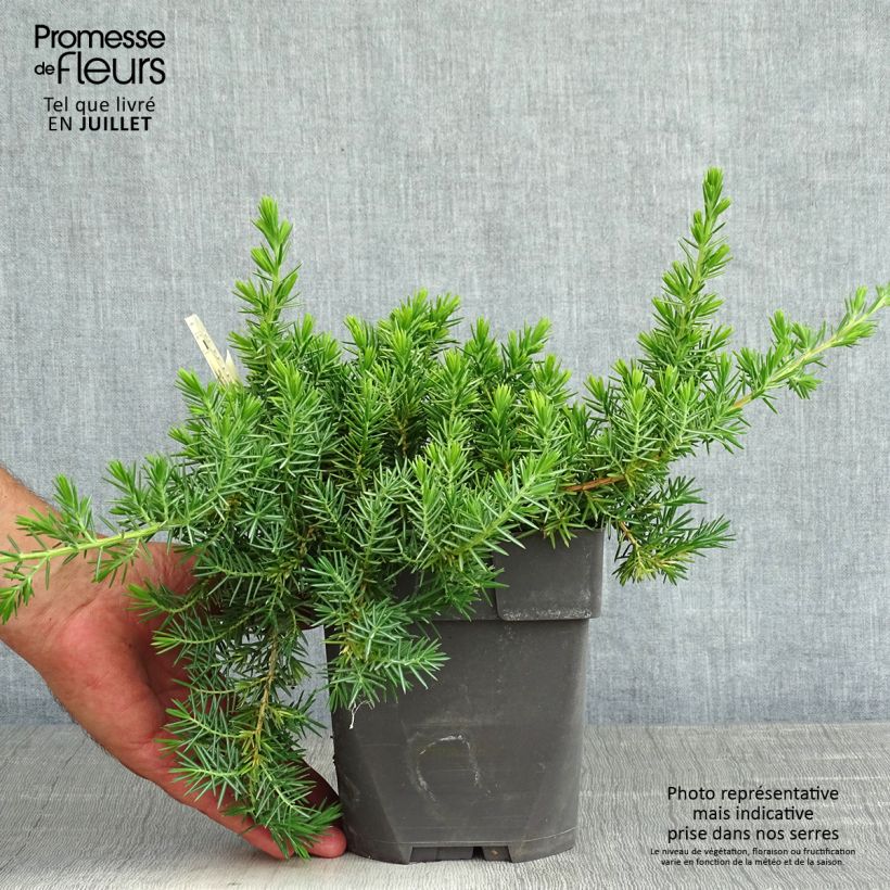 Esimerkki kesällä toimitetusta Laakakataja Blue Pacific Pot de 2L/3L-taimesta