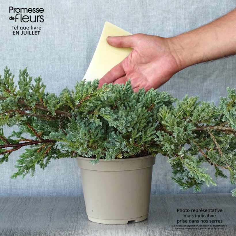 Esimerkki kesällä toimitetusta Himalajankataja Blue Carpet Pot de 2L/3L-taimesta