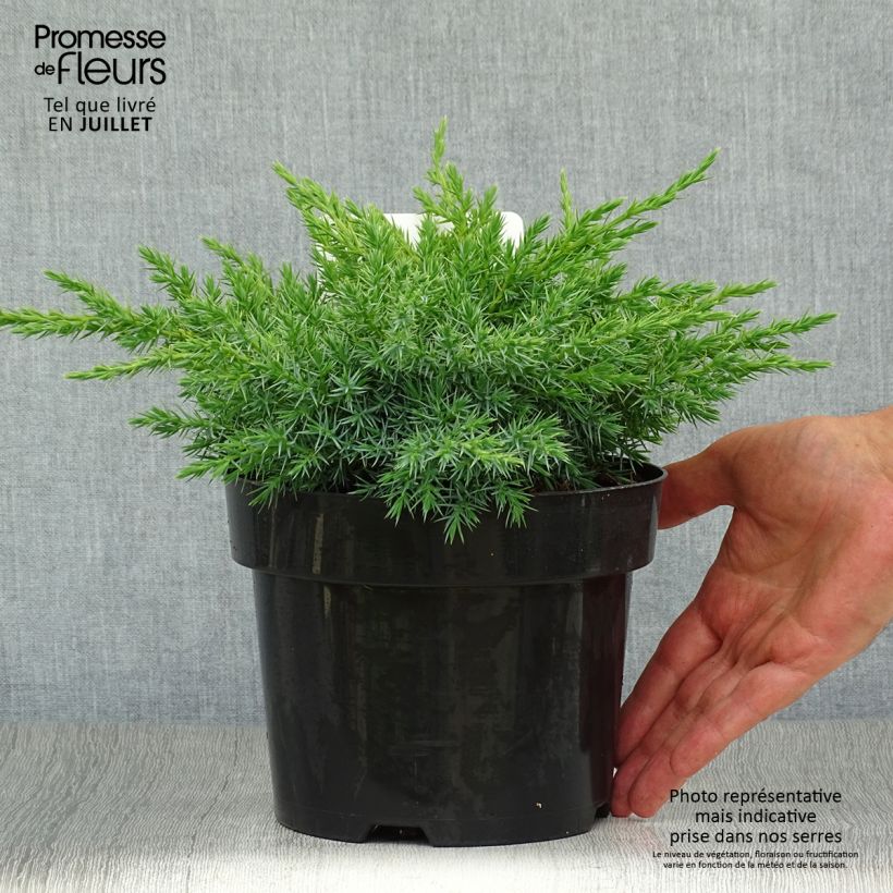 Esimerkki kesällä toimitetusta Himalajankataja Blue Swede Pot de 2L/3L-taimesta