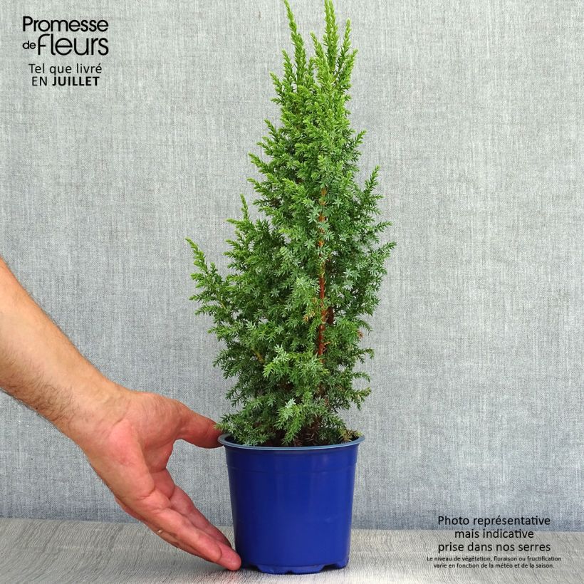 Esimerkki kesällä toimitetusta Himalajankataja Loderi Pot de 2L/3L-taimesta
