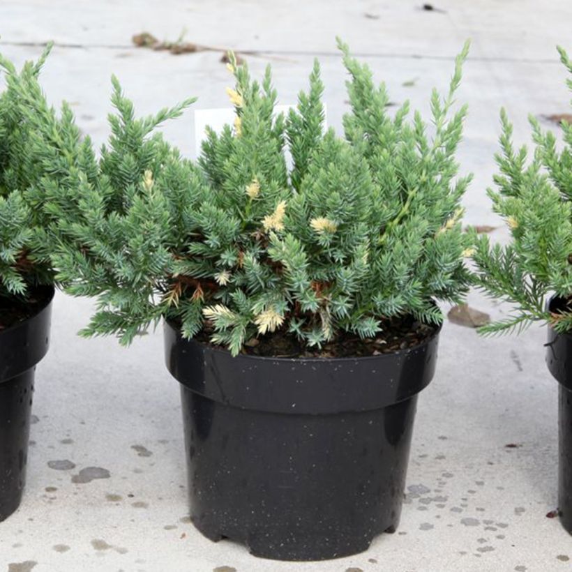 Kiinankataja Expansa Variegata (Kasvutapa)