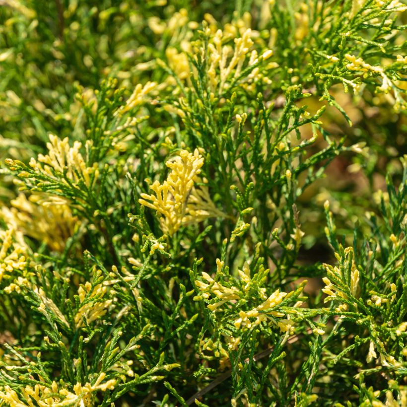 Rohtokataja Variegata (Lehvistö)