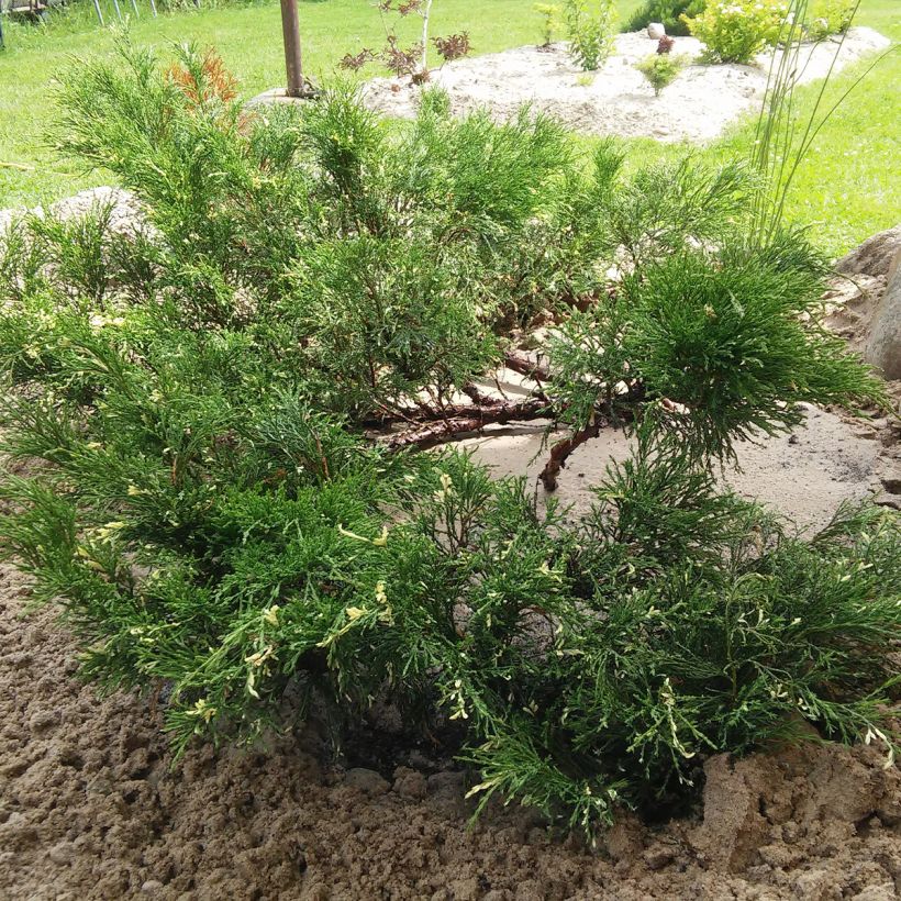 Rohtokataja Variegata (Kasvutapa)