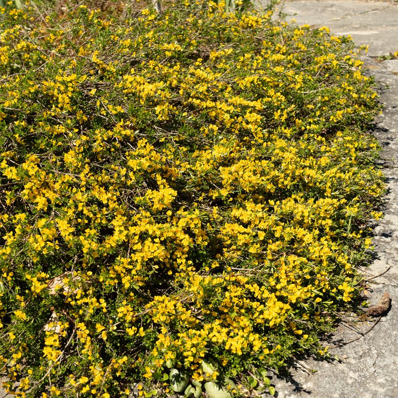 Karvaväriherne Vancouver Gold (Kasvutapa)