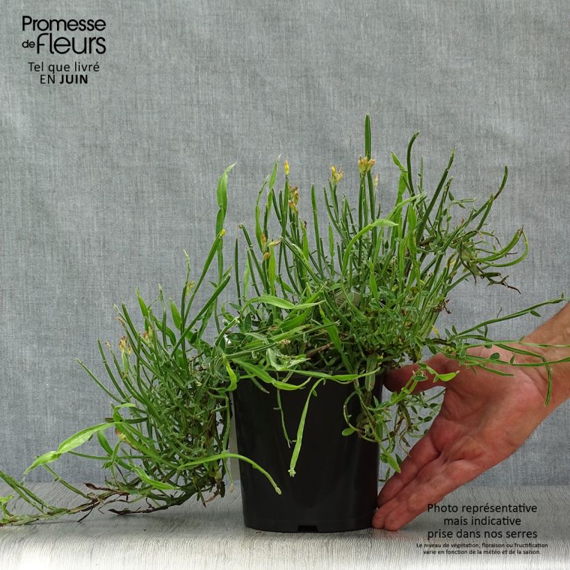 Esimerkki kesällä toimitetusta Varpuväriherne - Genista sagittalis Pot de 2L/3L-taimesta
