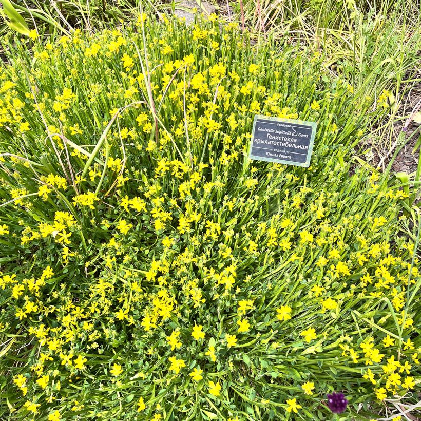 Varpuväriherne - Genista sagittalis (Kasvutapa)